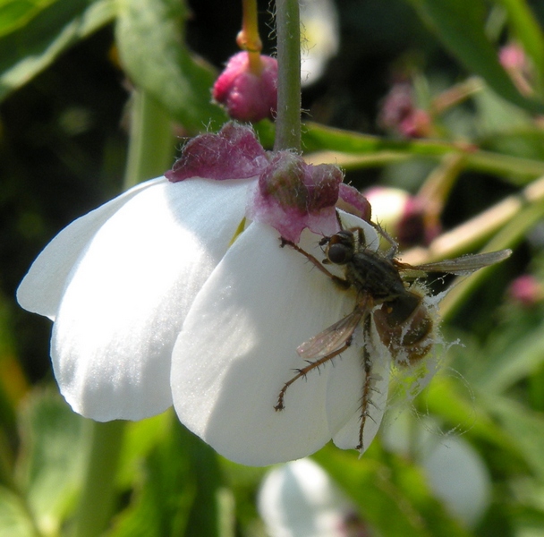 Diptera da id.